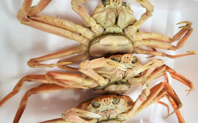 国産 子持ち 茹で セコガニ 大サイズ 3杯セット(冷蔵) カニ 蟹 かに