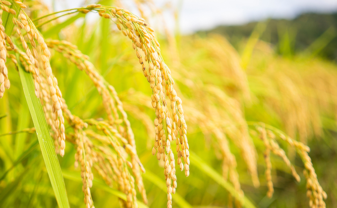 令和7年産 特別栽培米つやっ娘米 5kg 丹後こしひかり お米 米 ご飯 コシヒカリ つやっ娘 丹後 宮津 京都 海の京都 特別栽培米 新米 グルメ