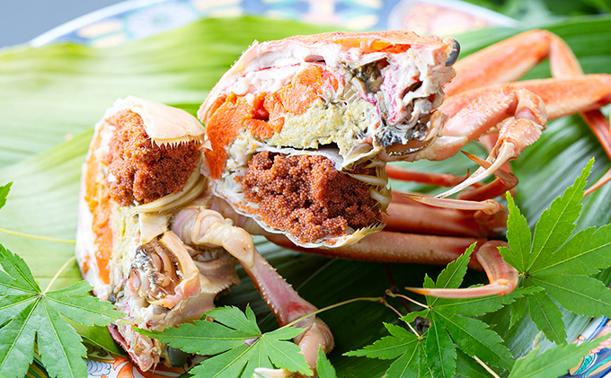 セコガニ コッペがに 中サイズ8～10杯セット （冷蔵）〈11月中旬～12月下旬発送〉  蟹 カニ かに 松葉蟹 松葉ガニ ズワイガニ ボイル