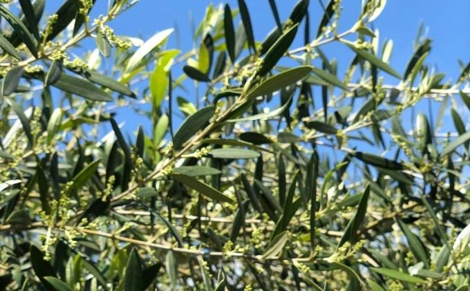 宮津の風景プレミアム ソープ （ 洗顔用 石けん ）植物性 保湿 美容 無添加 天然 洗顔 石鹸 固形 せっけん 肌 手作り 手づくり