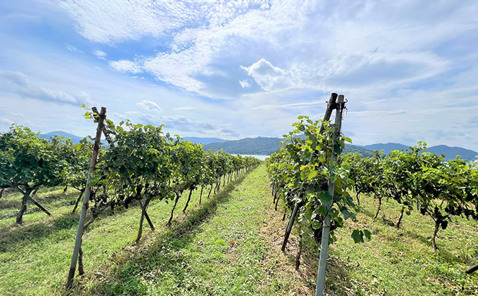 赤ワイン 京都産 2022茜（あかね） 辛口 720ml 《 天橋立ワイナリー 》