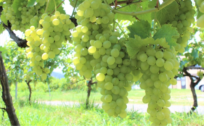 	 赤ワイン ・ 白ワイン 京都産 天橋立ワイナリー 飲み比べ 720ml×2本セットB（ 2022ドゥルージュシャルマン やや甘口 、とよさか 甘口 ）