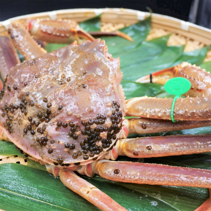 松葉ガニ 茹で タグ付き 800g up《2024年11月中旬～12月中旬、もしくは、2025年1月中旬以降以降順次発送》