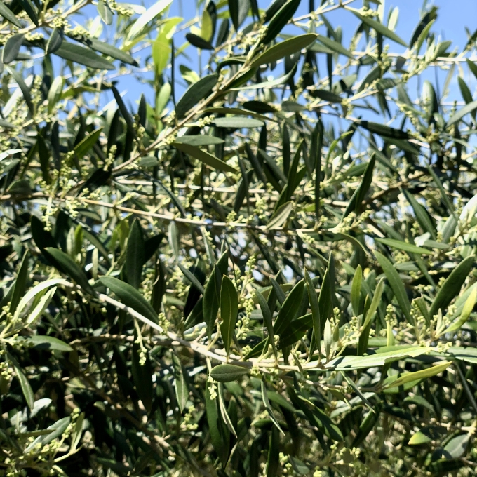 京都宮津産 オーガニックオリーブ 石鹸 80g 植物性 保湿 美容 無添加 ソープ 天然 洗顔 固形 せっけん 手作り