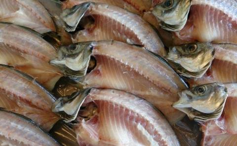 カネマスの一刻干し詰め合わせ(7種類) 魚貝類 魚 旬 干物　ひもの セット 詰め合わせ 丹後 旬 冷凍 日本酒 肴 珍味