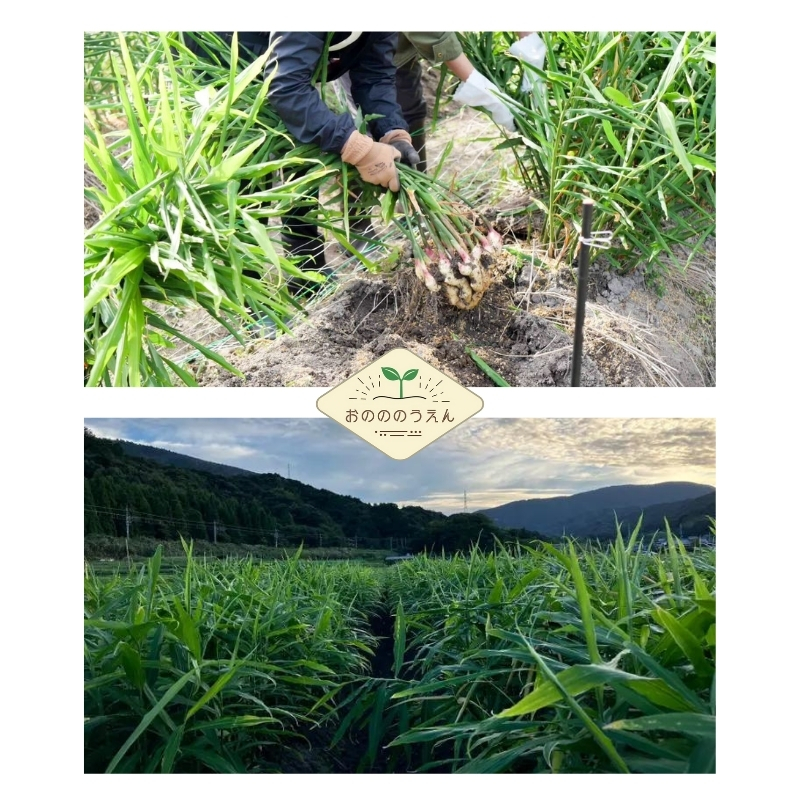 京都府産　お土産付き生姜収穫体験 新生姜お土産2kg付＋民泊宿泊(2名様分)チケット