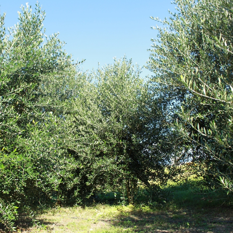 武田オリーブ園製造 食用 オリーブオイル (単一品種) 180ml