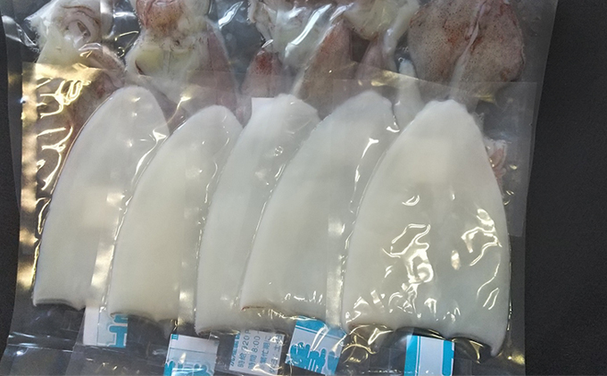 【2026年2月以降順次出荷】朝どれ 白いか 1kg（3～6杯）【 京都産 刺身 OK】[ イカ 剣先イカ 肴 人気返礼品 ] 魚貝類