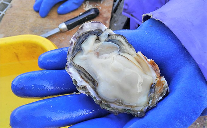 天橋立 天然殻付きマガキ 2kg（約20～25個）【加熱用】魚貝類 牡蠣 カキ 天然 産地直送 焼き 蒸し 真牡蠣 日本酒