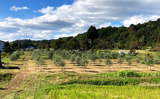 京都宮津 オリーブの樹のオーナー（3年間）