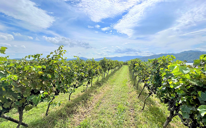 	 赤ワイン ・ 白ワイン 京都産 天橋立ワイナリー 飲み比べ 720ml×2本セットB（ 2022ドゥルージュシャルマン やや甘口 、とよさか 甘口 ）