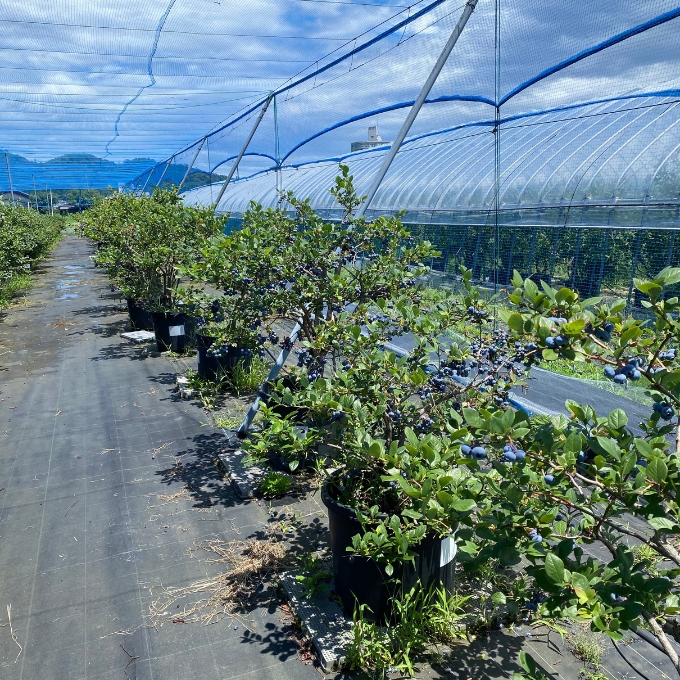 京都 天橋立産 冷凍 ブルーベリー 1kg（500g×2パック）（生食用）