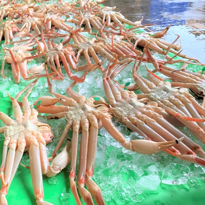 松葉ガニ 茹で タグ付き 900g up お届け 《2024年11月中旬～12月中旬、もしくは、2025年1月中旬以降以降順次発送》