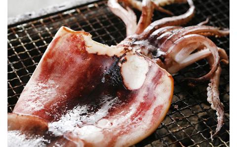 柔らか肉厚のスルメイカ一夜干し 3枚 魚貝類 イカ いか スルメイカ お酒 つまみ 特大 新鮮 保存 冷凍 国産 送料無料 酒の肴 酒のつまみ