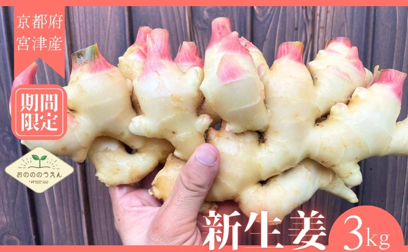 【2026年発送分予約】京都府産　新生姜 3kg 栽培期間中 農薬 化学肥料 除草剤不使用 生姜 しょうが 酢漬け 薬味 野菜 紅茶 ガリ チューハイ 健康 国産 おつまみ