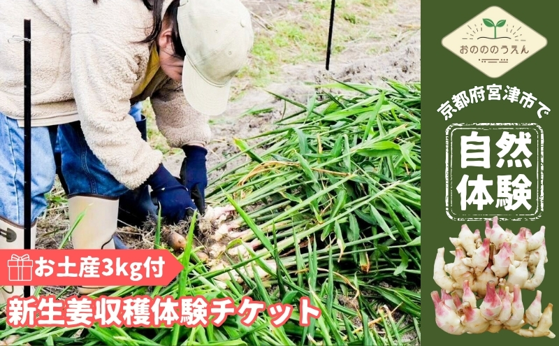 京都府産 生姜 収穫体験 チケット 新生姜 お土産3kg付 栽培期間中 農薬 化学肥料 除草剤不使用