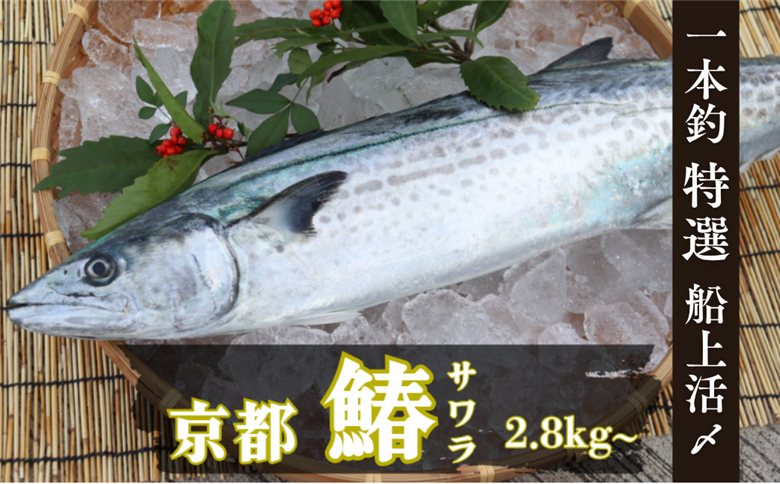 一本釣「特選船上活〆サワラ」京都宮津