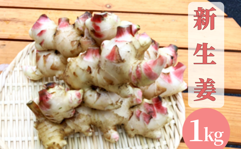 【先行予約】 新生姜 1kg 生姜 しょうが ショウガ 野菜 薬味 スパイス 辛味 大生姜 さわやか 宮津市 京都府