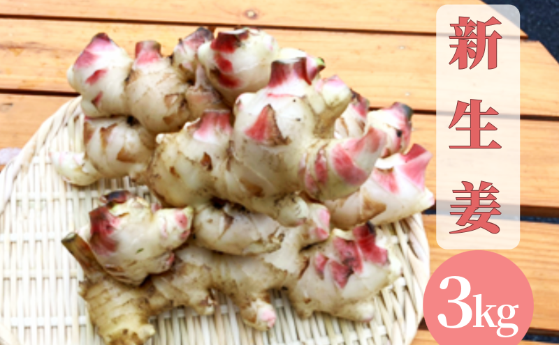 【先行予約】 新生姜 3kg 生姜 しょうが ショウガ 野菜 薬味 スパイス 辛味 大生姜 さわやか 宮津市 京都府