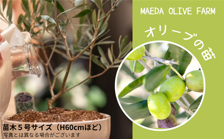 オリーブの苗木
