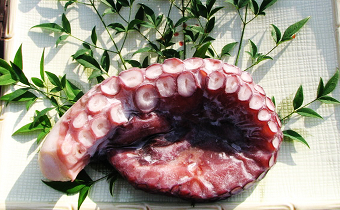 丸々太ったボイルタコ　1本 魚貝類 たこ タコ 茹で 刺身 たこ焼き 炒め物 酢の物 フライ 天ぷら 冷凍 日本海産 惣菜  日本酒 肴 珍味 ご飯のお供  日本酒 お取り寄せ