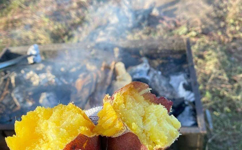 京都府産　サツマイモ (紅はるか) 3kg　栽培期間中農薬・化学肥料・除草剤不使用
