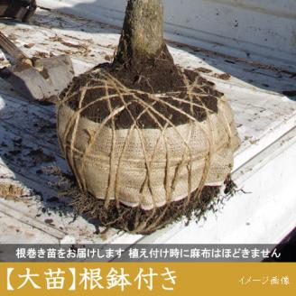 農園直送◇ サクラ (桜)彼岸桜(ヒガンザクラ)[地掘苗]＜すだ農園＞ ※南関東、東海、関西、中国地方のみ配送可能（離島は不可） ※2025年3月上旬～3月中旬頃に順次発送予定