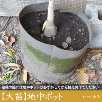 ＜すだ農園＞2年生 苗木 ◇クワ(桑)実生[地中ポット苗 2021年]◇ ※北海道・沖縄・離島への発送不可