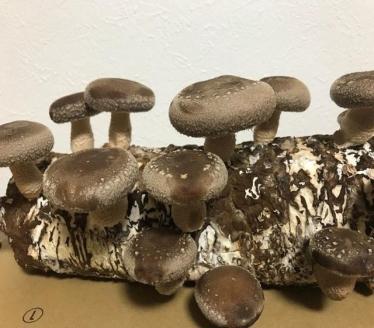 安心・安全 有機JAS認証取得　京都亀岡産 有機 生椎茸　京都しいたけ「厚太」1kg