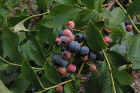 【訳あり】＜すだ農園＞栽培期間中農薬不使用 朝摘み ブルーベリー 生果実【小粒・中粒ふぞろい】660g ｜ 旬 果実 新鮮 フルーツ ※2025年8月上旬～9月初旬頃に順次発送予定 ※北海道・沖縄・離島への発送不可