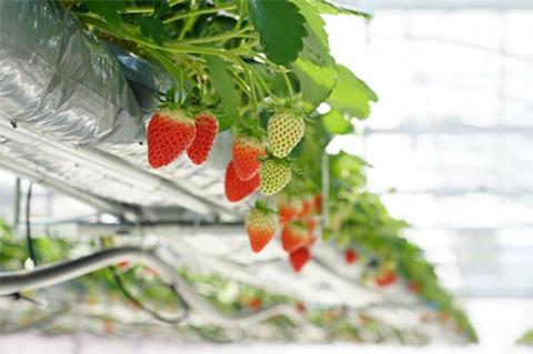 京都亀岡産 雫の里農園 いちご【女峰】4パック ※化学肥料・農薬極力不使用≪苺 イチゴ フルーツ≫ ※6月まで順次発送