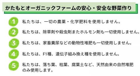 【12回定期便】京都府・亀岡産 自然農法＆農薬を使わずに育てた体も心も喜ぶ、かたもとオーガニックファームの季節のお野菜セット 毎回10～20品目　※離島への発送不可