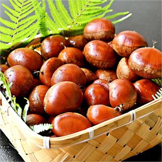 【先行予約】期間・数量限定 丹波栗 Lサイズ 1.2kg ＜丹波四季菜料理 宮本屋＞≪くり 栗 丹波産≫　※2025年9月下旬～10月下旬頃に順次発送予定