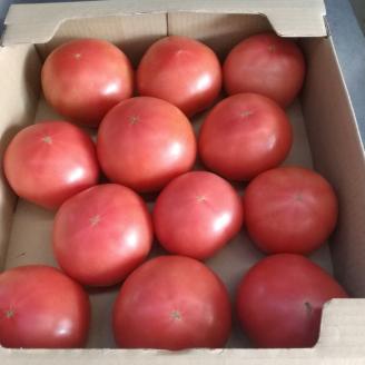 【7月下旬までの期間限定】ワイワイ・ファームの亀岡産トマト詰め合わせ 3kg以上 ≪京都 丹波 夏野菜 京野菜 産地 農家 直送 常温≫ ※離島への配送不可