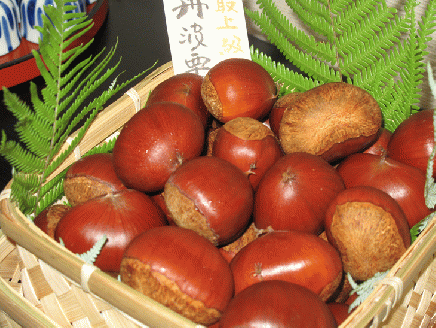 【先行予約】期間・数量限定 丹波栗 厳選大粒 1.2kg＜丹波四季菜料理 宮本屋＞ ｜くり 栗 丹波産 ※2025年9月中旬～10月下旬頃に順次発送予定