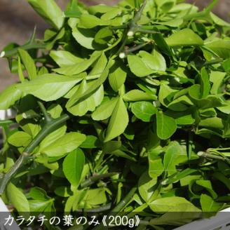 ＜すだ農園＞アゲハ 食用葉 (食樹)◇ カラタチの葉のみ《200g入》冷蔵便 ｜ 蝶 幼虫 餌 ※北海道・沖縄・離島への配送不可 ※2025年9月下旬頃までに順次発送予定