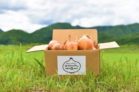 ハンバーグ 20個＜ミートボールでおなじみの石井食品＞京都亀岡市曽我部町のまる曽玉ねぎを使ったハンバーグオニオンソース《レンチン 無添加調理》