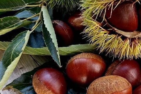 京都亀岡産 丹波くり M～Lサイズ 1.2kg【期間限定 数量限定】《栗 くり 丹波栗 小粒 お菓子用》 ※北海道・沖縄・離島への配送不可 ※2025年9月中旬頃より順次発送予定