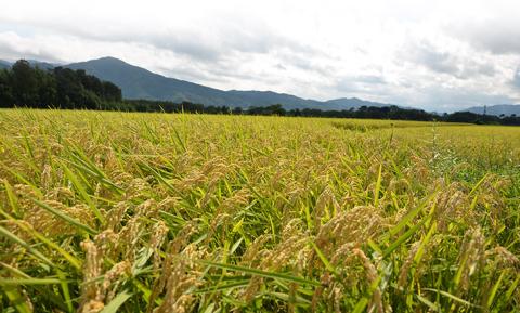 【定期便】令和5年産 米 5kg 3ヶ月 京都丹波産 コシヒカリ 白米＜JA京都 たわわ朝霧＞ 3回定期便 5kg×3回 計15kg 毎月発送に合わせて精米 京都丹波産 特Ａ