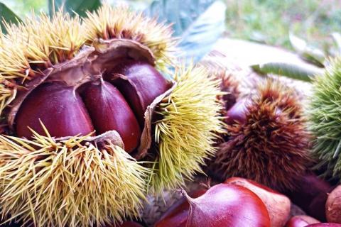 京都亀岡産 丹波くり 大粒 2L～3Lサイズ 1.2kg【期間限定 数量限定】《栗 くり 丹波栗》 ※北海道・沖縄・離島への配送不可 ※2025年9月中旬頃より順次発送予定