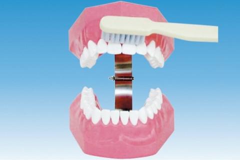 歯の模型 歯磨き指導用 大型モデル（永久歯列 歯ブラシ付）《歯