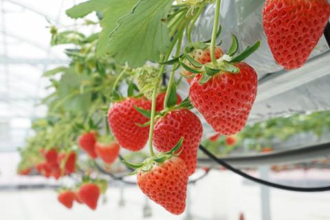 【来シーズン予約受付】数量限定 幻の京都亀岡産 高級いちご【女峰】1箱分 ※化学肥料・農薬極力不使用《イチゴ 苺 いちご フルーツ 農家直送》※2026年1月中旬～5月下旬頃に順次発送予定