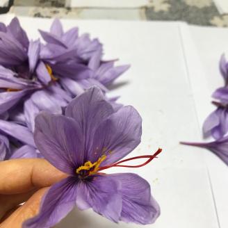 無農薬栽培 亀岡産 サフラン◇《国産 香辛料 スパイス 高品質 高級》