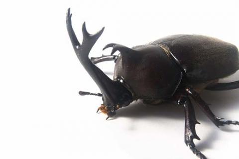 京都・亀岡産 カブトムシ 幼虫 11匹 セット《国産 昆虫 幼虫 オス メス 飼育 自由研究》