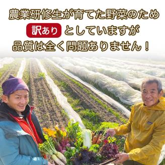 【6回定期便】かたもとオーガニックファームの農業研修生が無農薬・自然栽培で育てたお野菜セット 8～10品目 ≪産地直送 朝採れ 新鮮 京野菜 京都府 亀岡産 ≫