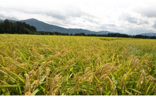 【1月発送】【定期便】令和7年産 新米 5kg 6ヶ月 京都丹波産 コシヒカリ 白米＜JA京都 たわわ朝霧＞ 6回定期便 5kg×6回 計30kg 毎月発送に合わせて精米 米 コメ お米 精米 こしひかり ごはん