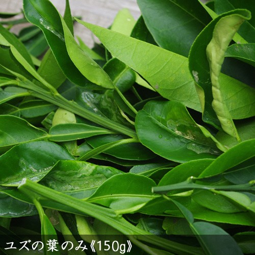 ＜すだ農園＞アゲハ 食用葉 (食樹)◇ ユズ 系の葉のみ《150g入》 冷蔵便 ｜ 蝶 幼虫 餌 ※北海道・沖縄・離島への配送不可 ※2025年6月中旬～9月下旬頃に順次発送予定