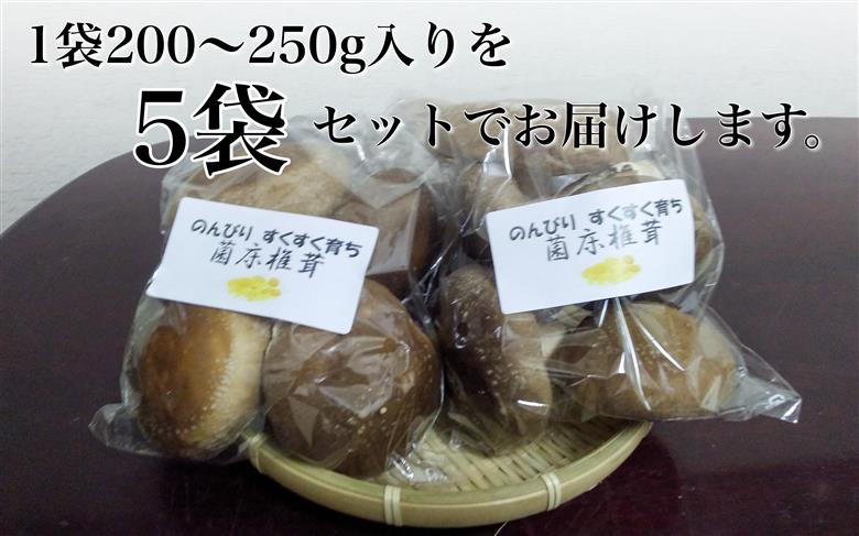 生椎茸 5袋セット 計 1kg以上 のんびりすくすく育った 菌床しいたけ｜生しいたけ 生シイタケ しいたけ きのこ キノコ 茸 野菜 京都 国産 肉厚 ※～2025年1月中旬頃まで順次発送予定