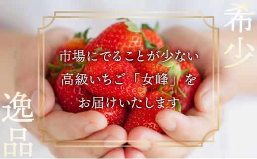 数量限定 幻の京都亀岡産 高級いちご【女峰】2箱分 ※化学肥料・農薬極力不使用《イチゴ 苺 いちご フルーツ 農家直送》※2026年1月中旬～5月下旬頃に順次発送予定