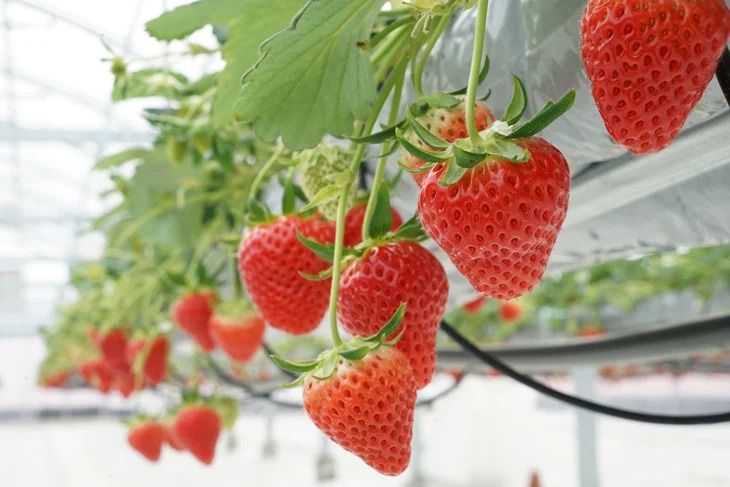 【3回定期便】【来シーズン予約受付】数量限定 幻の京都亀岡産 高級いちご【女峰】1箱分×3回定期便 ※化学肥料・農薬極力不使用《イチゴ 苺 いちご フルーツ 農家直送》 ※2026年1月中旬～5月下旬頃に順次発送予定